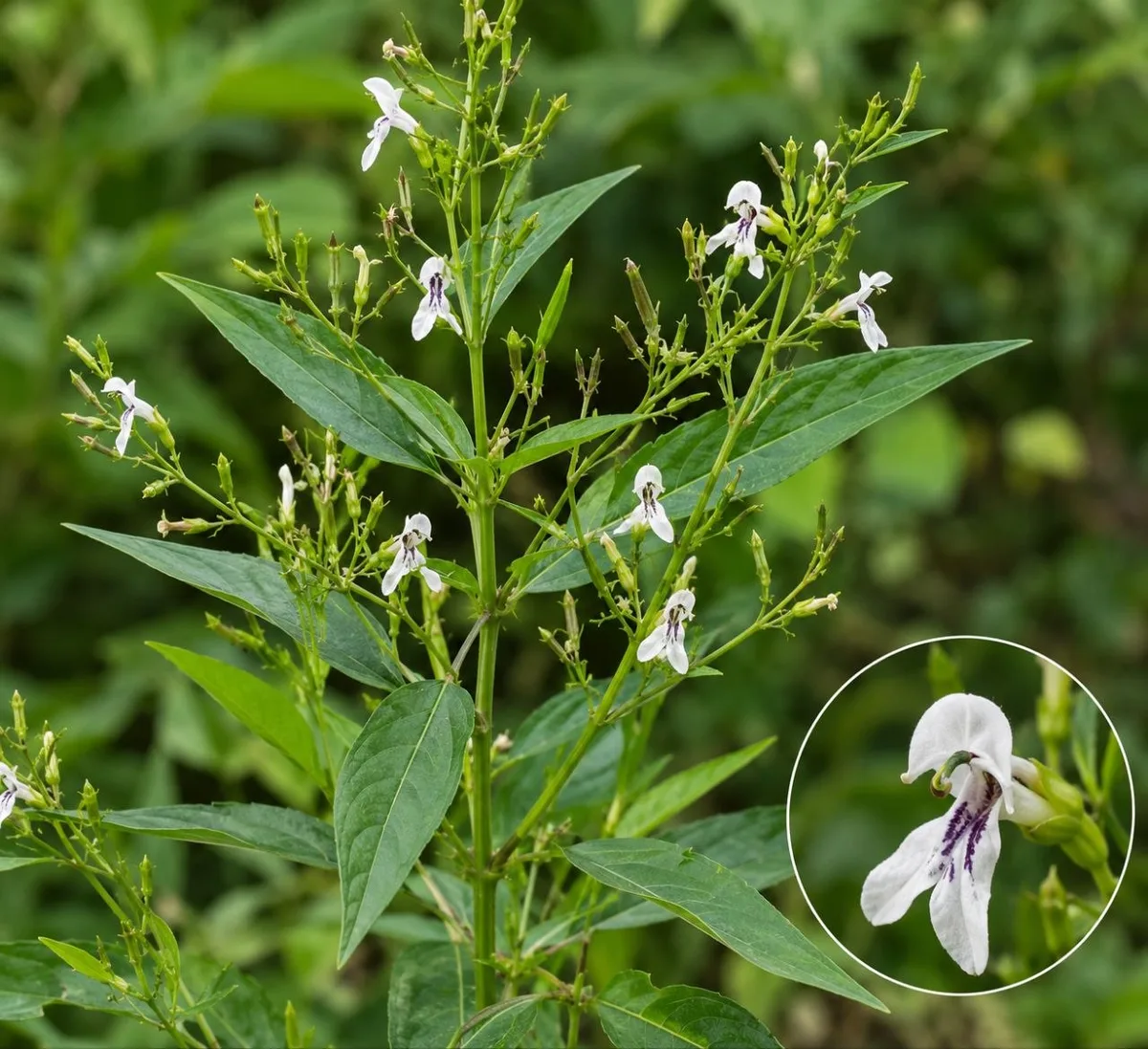 andrographis paniculata
